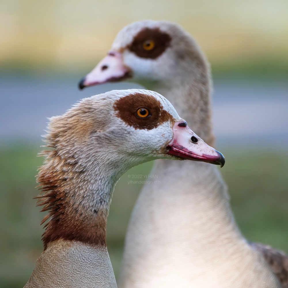 egyptian goose couple .jpg