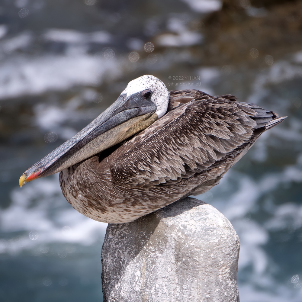 brown pelican_2.jpg