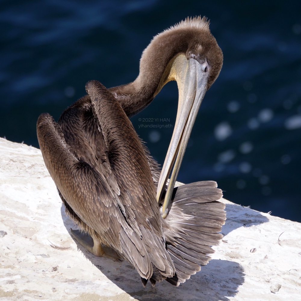 brown pelican_3.jpg