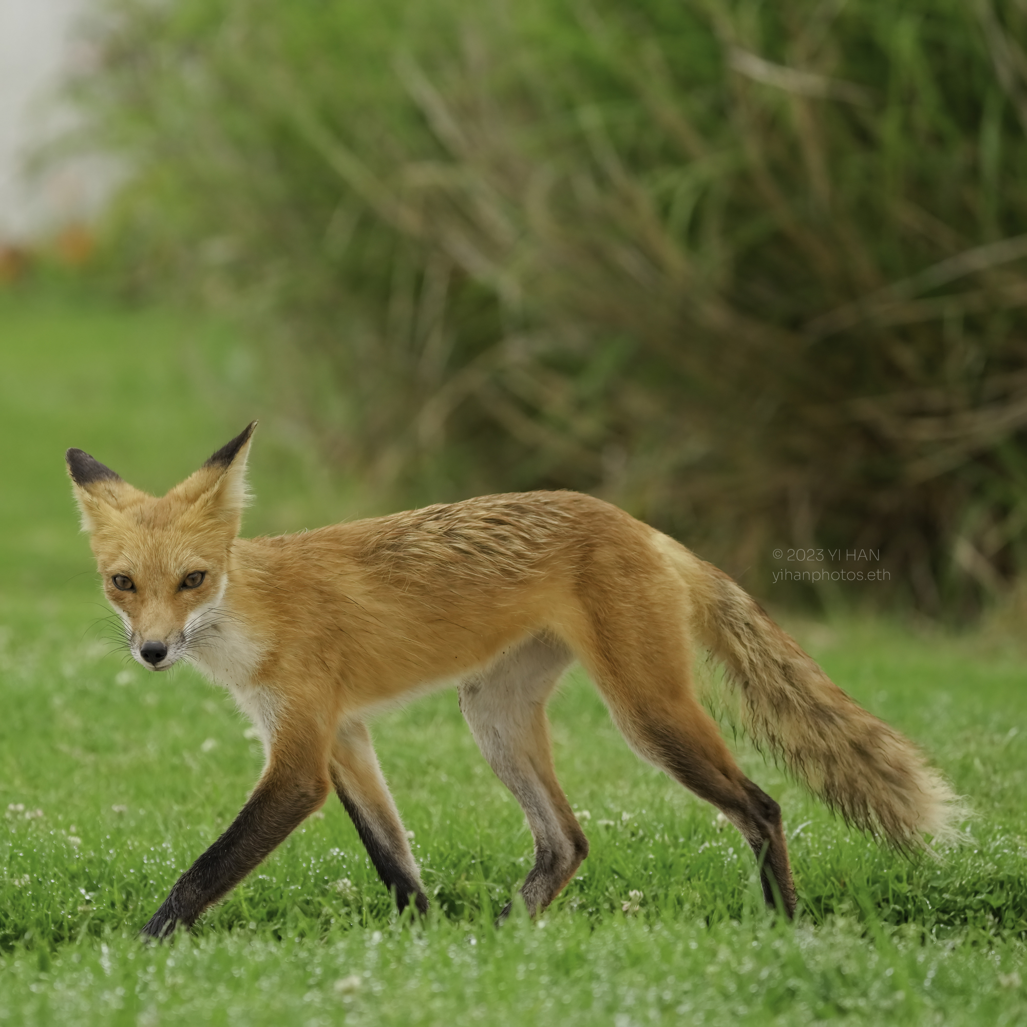 red_fox_7