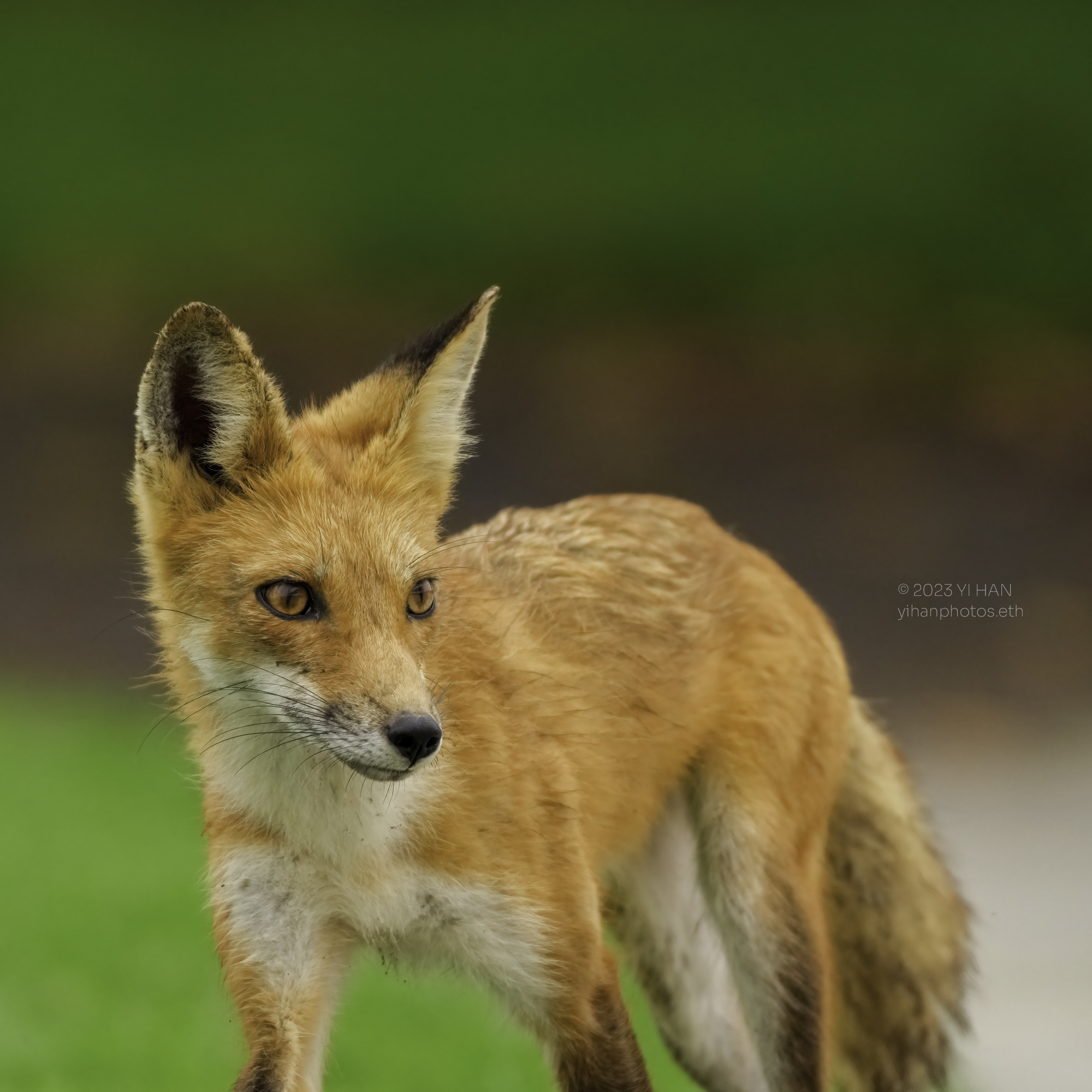 red_fox_9