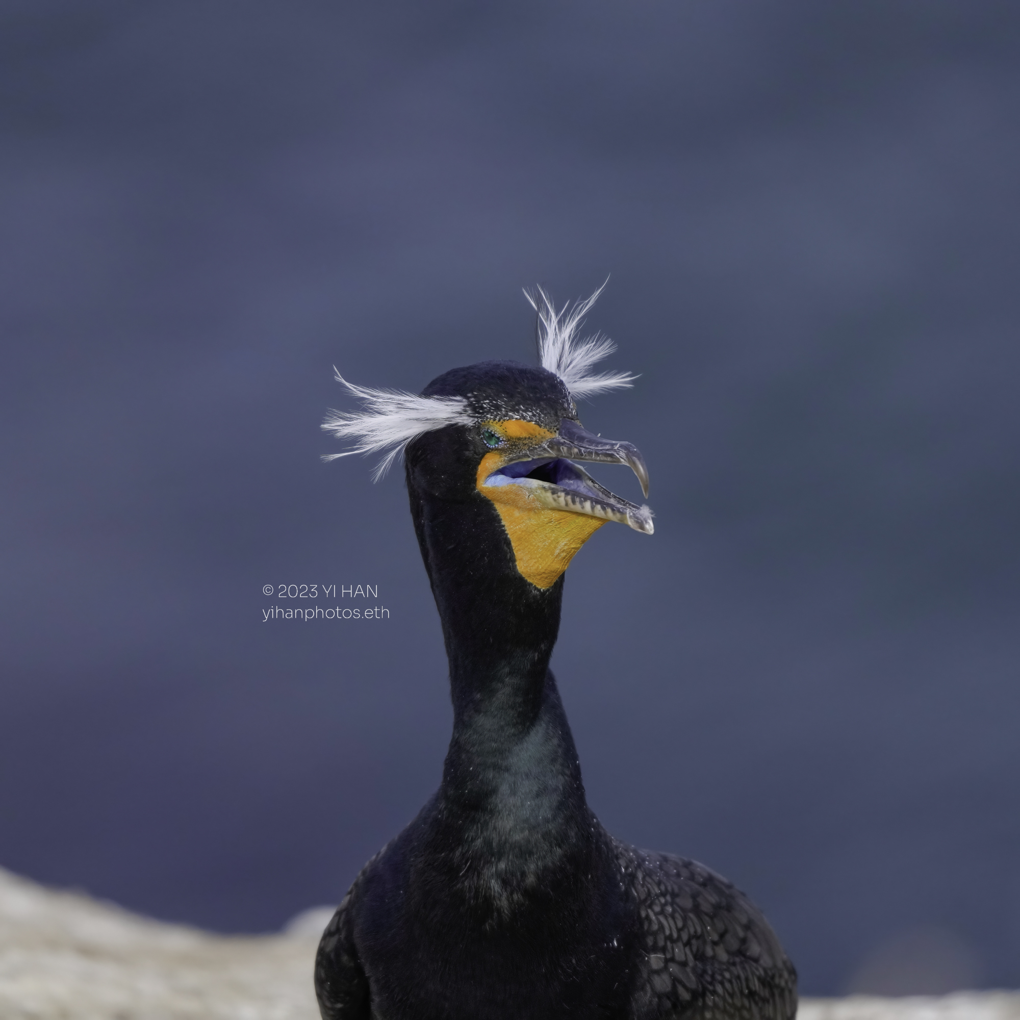 double_crested_cormorant_2