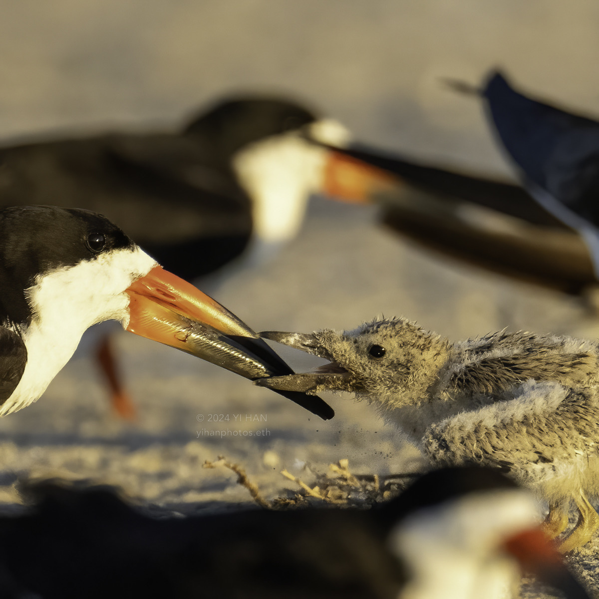 black-skimmer-4