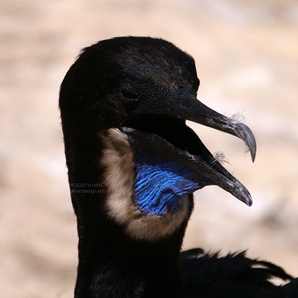 breeding brandt’s cormorant.jpg