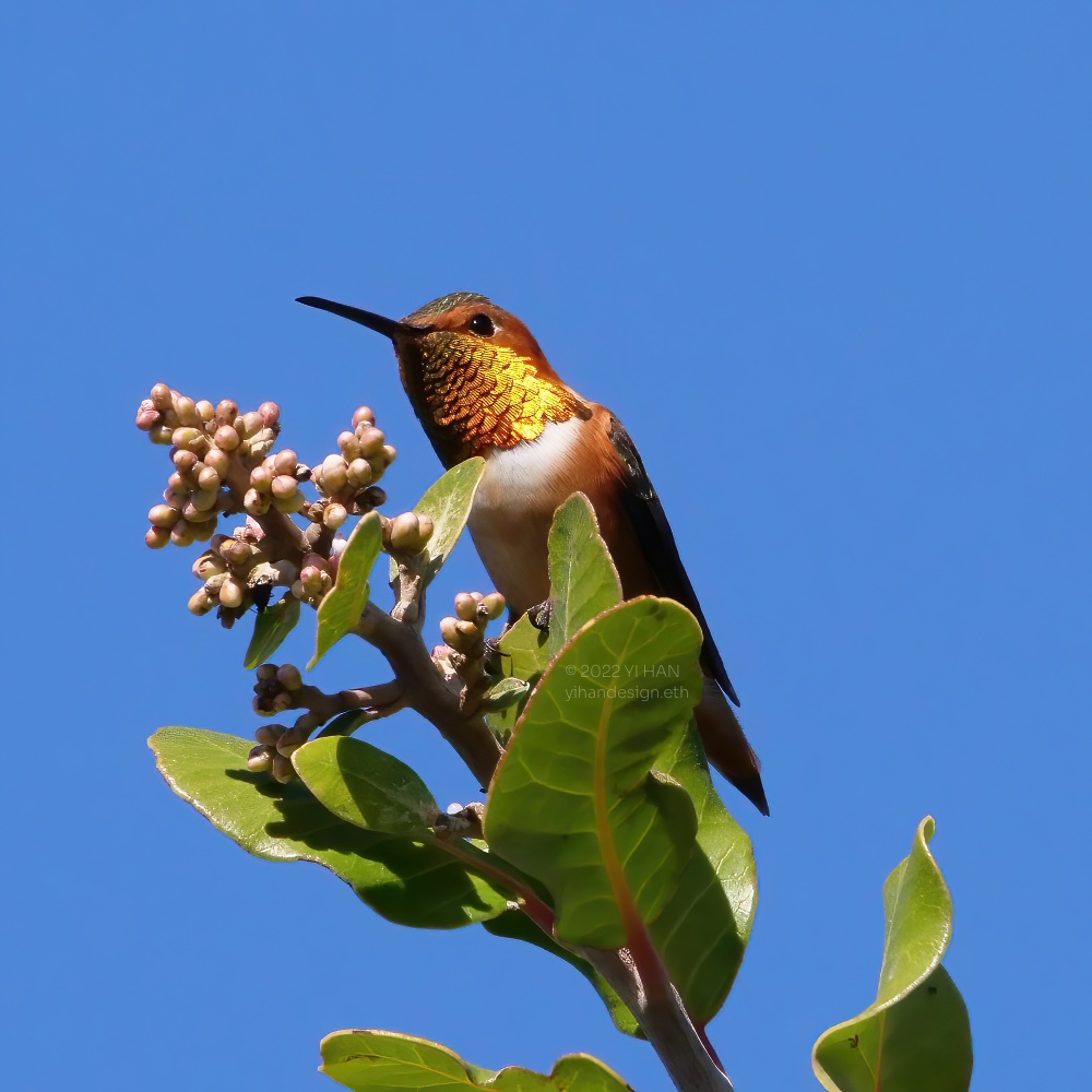 rufous hummingbird.jpg