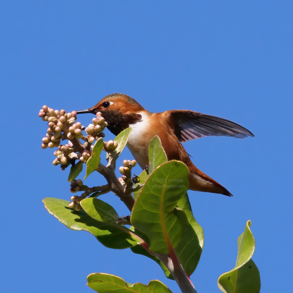 rufous hummingbird_2.jpg