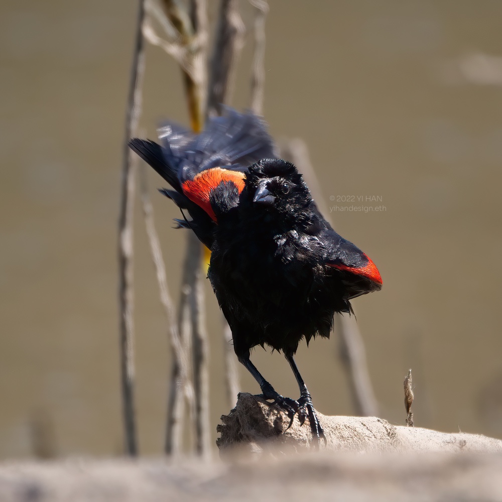 red-winged blackbird.jpg