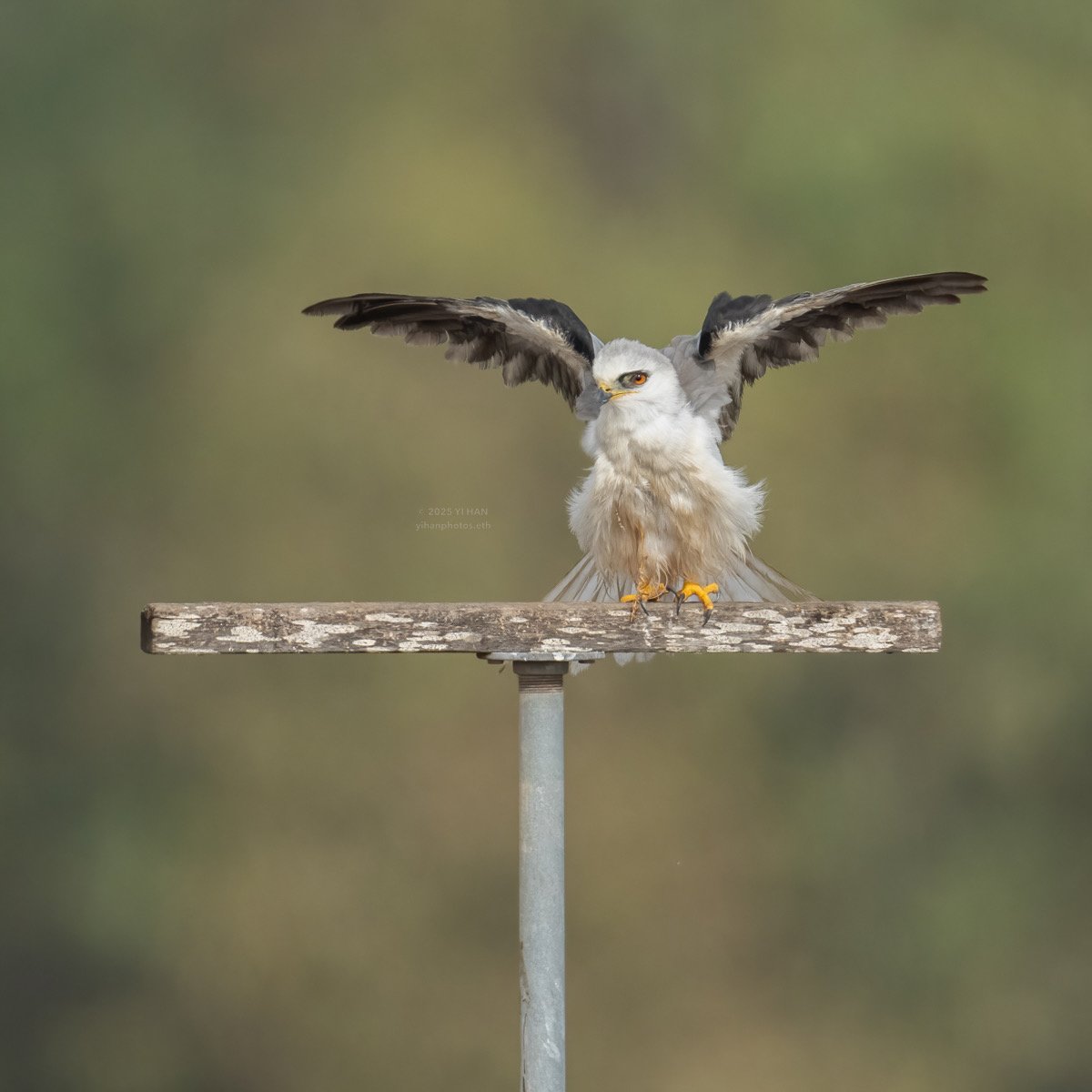 white-tailed-kite-1