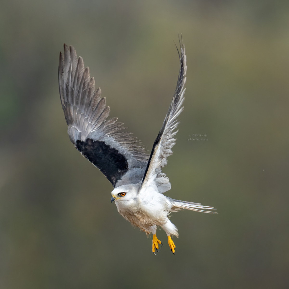 white-tailed-kite-2