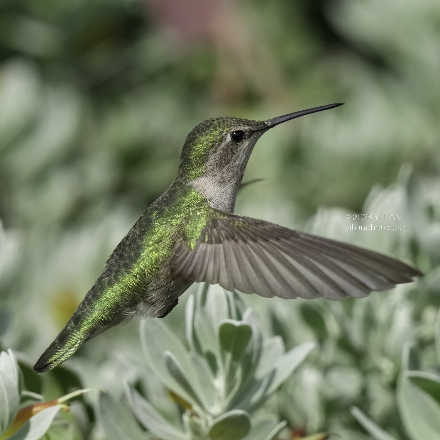 annas_hummingbird_1