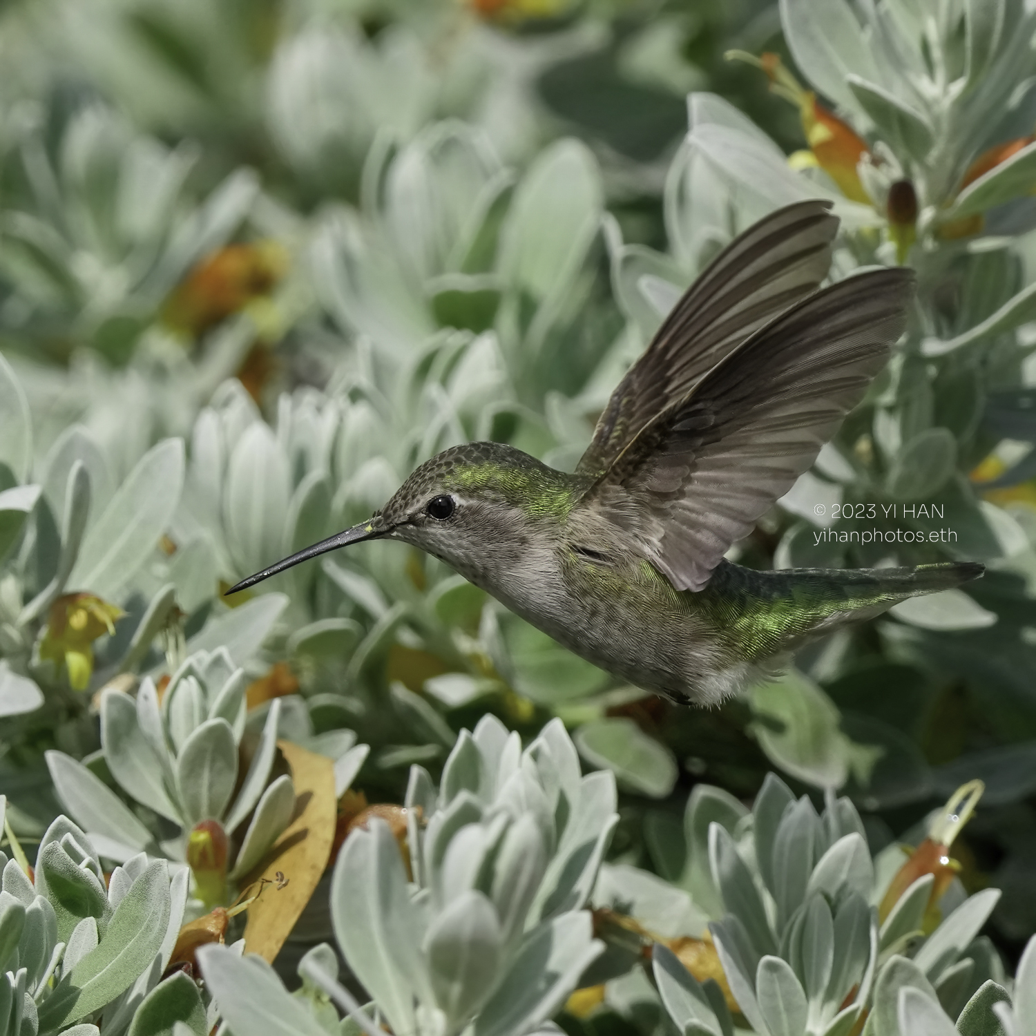annas_hummingbird_2
