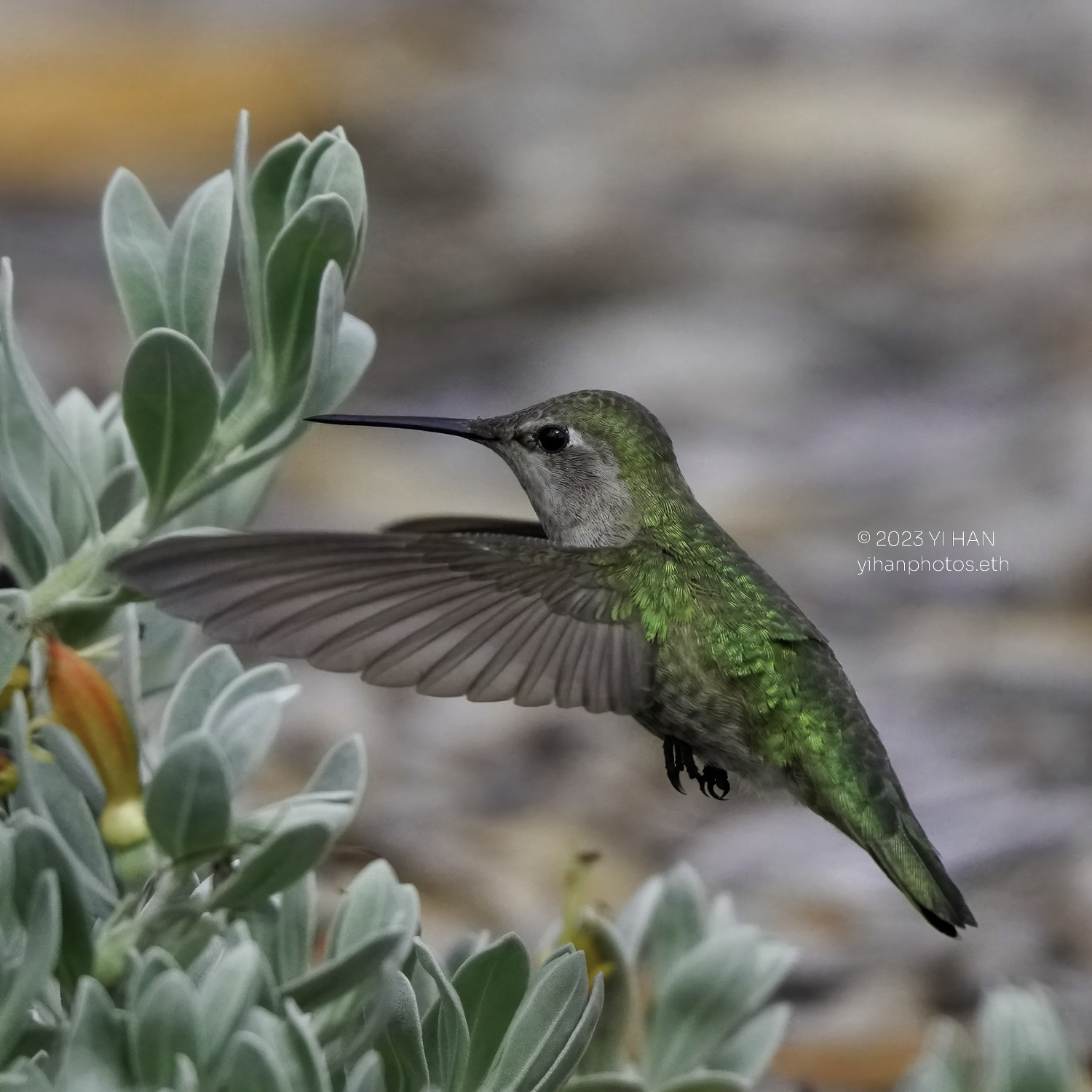 annas_hummingbird_3