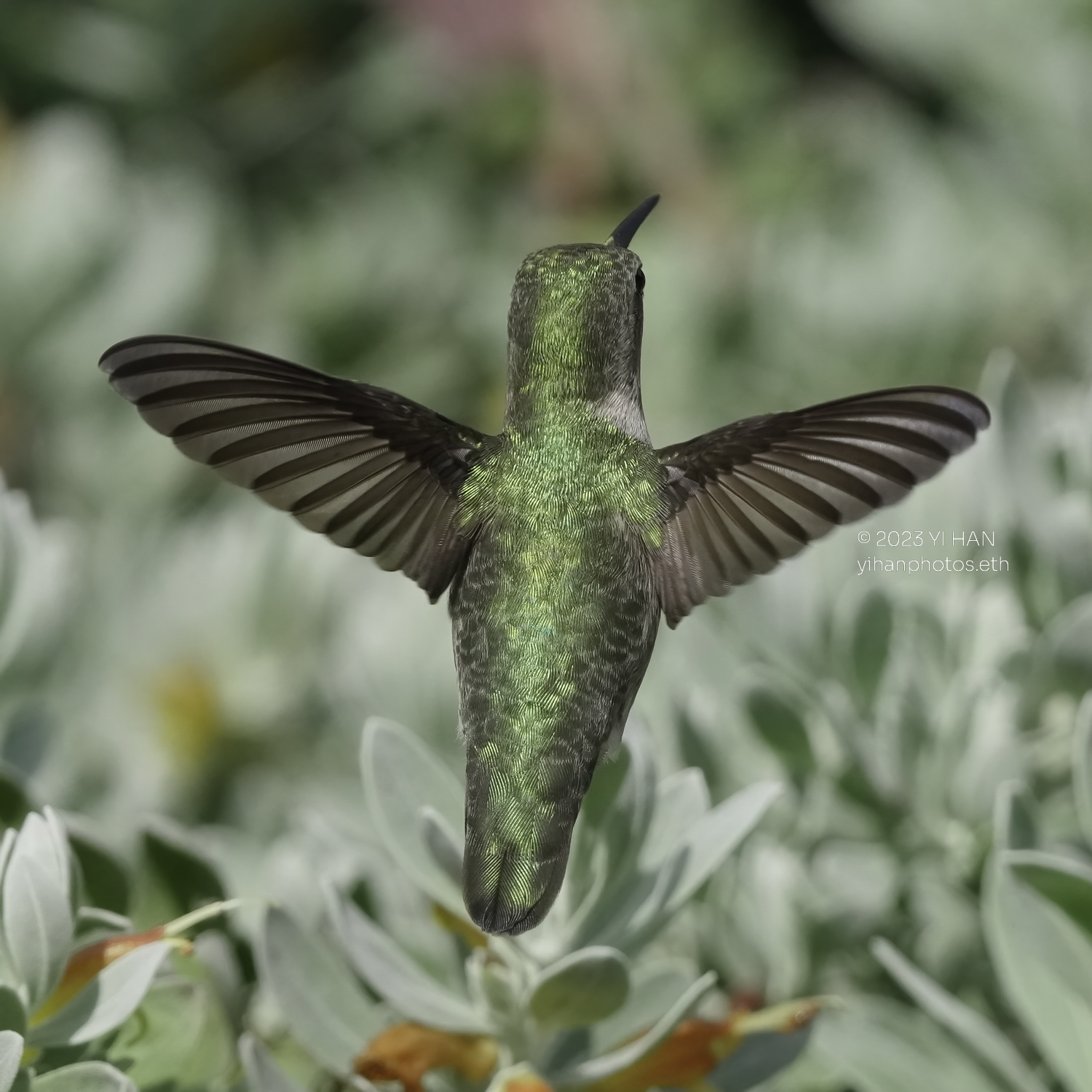 annas_hummingbird_4