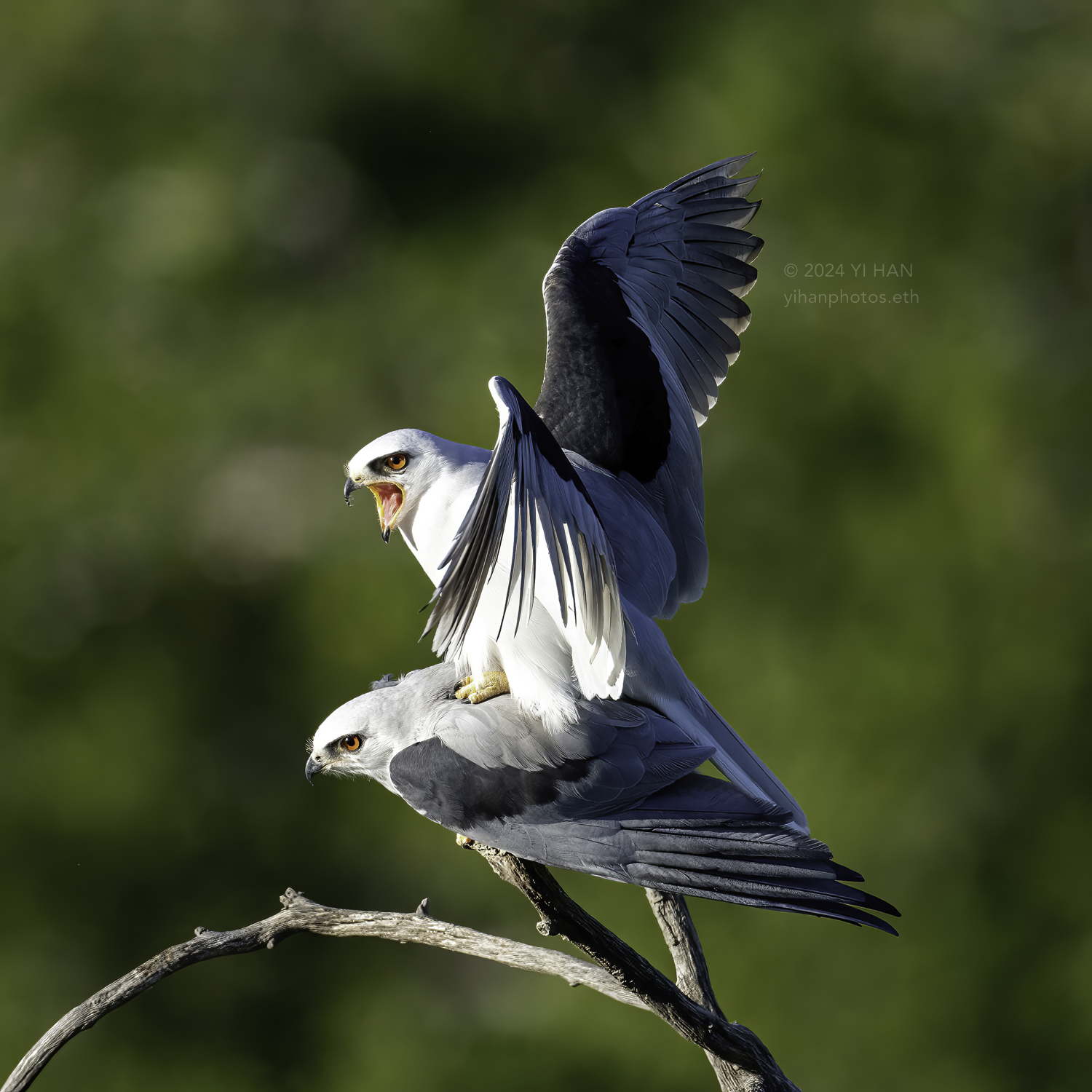 white-tailed_kite_mating_1