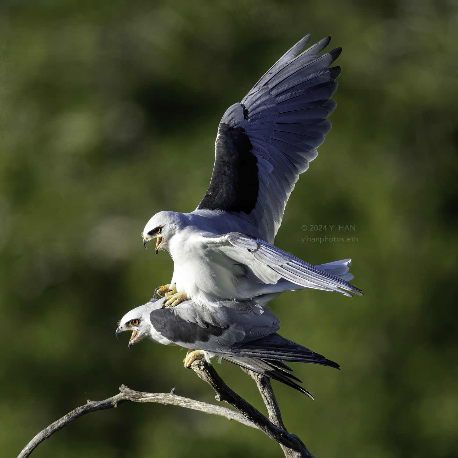 white-tailed_kite_mating_3