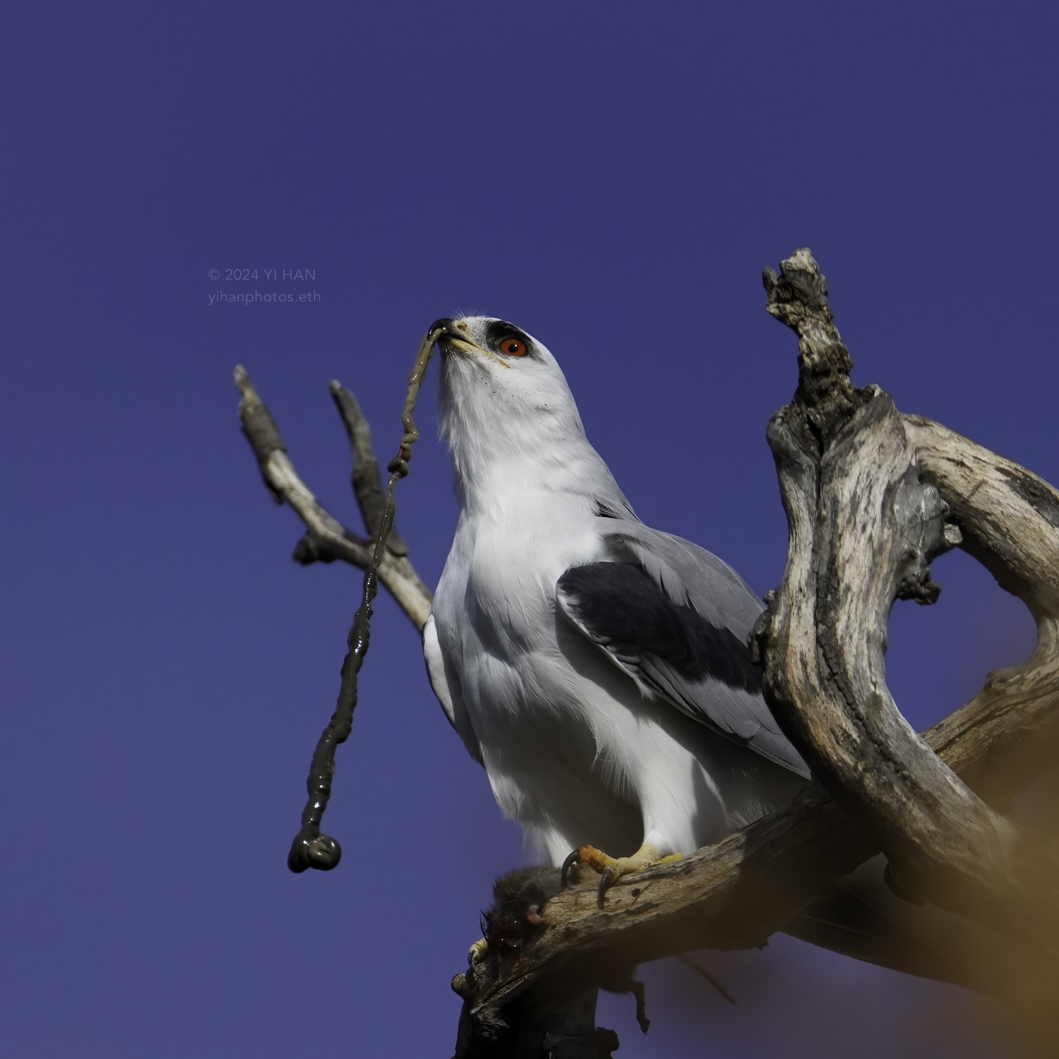 white_tailed_kite_caught_a_mouse_1