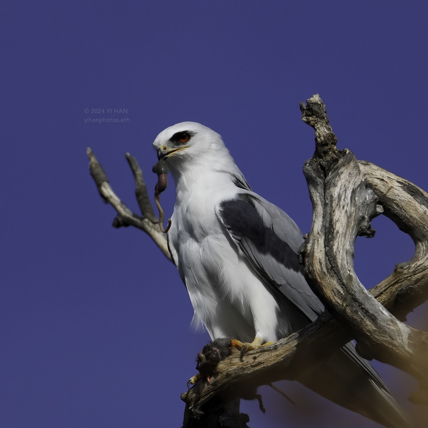 white_tailed_kite_caught_a_mouse_2