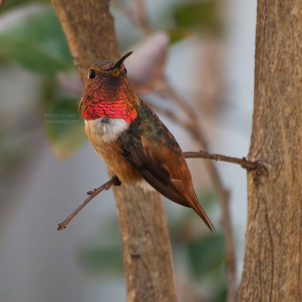 Allen's hummingbird.jpg