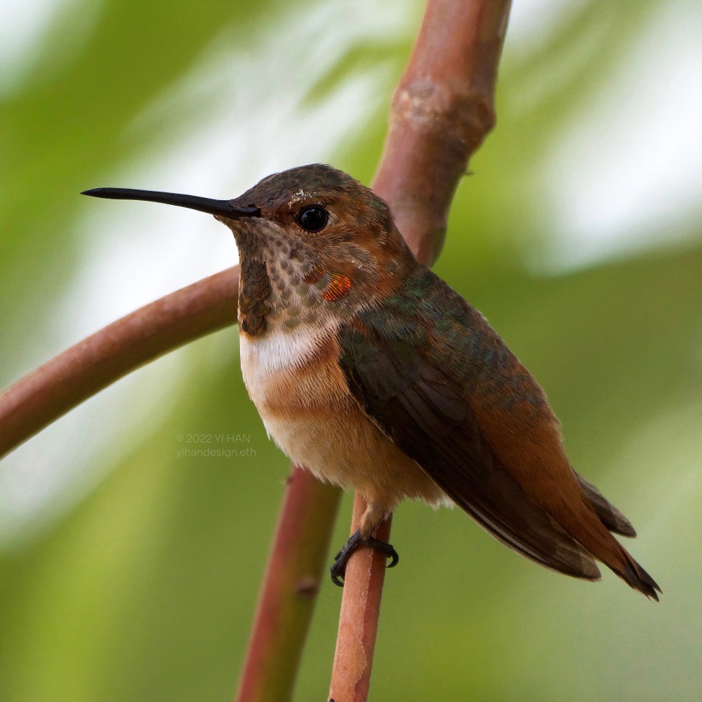 Allen's hummingbird_2.jpg