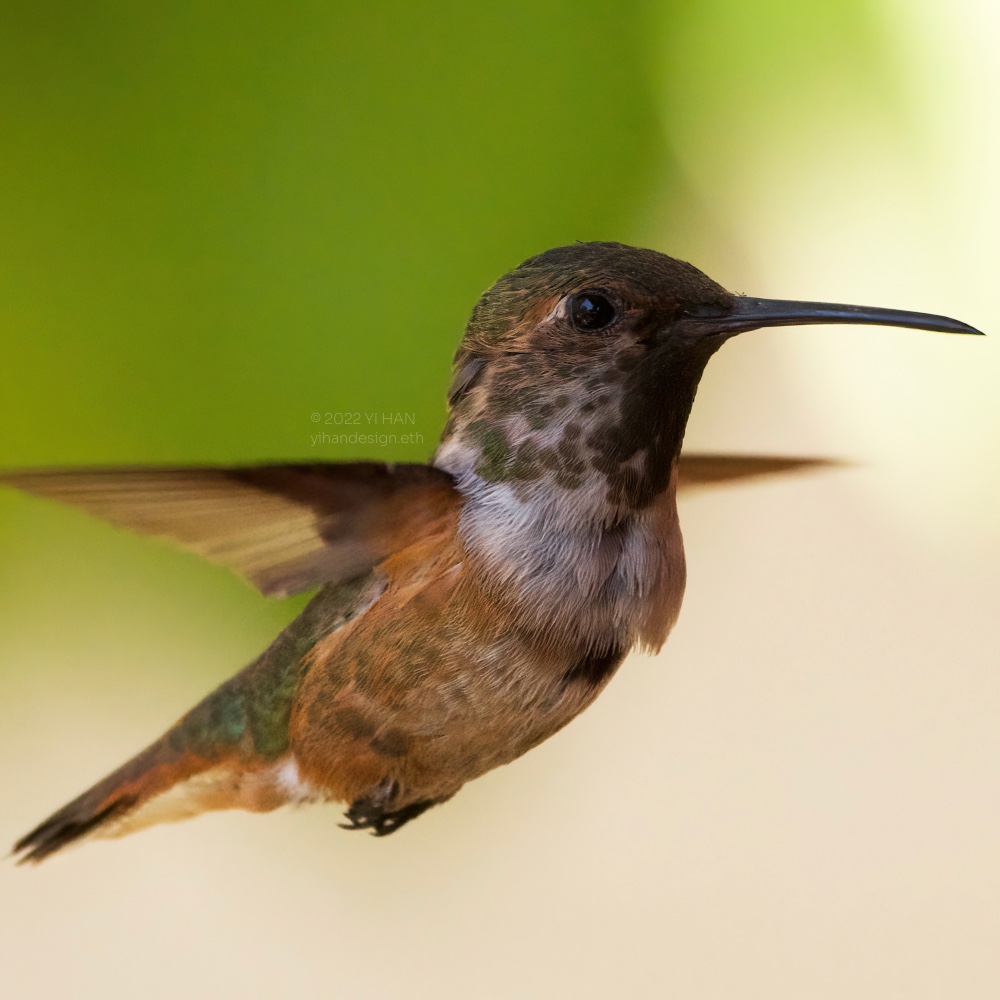 Allen's hummingbird_3.jpg