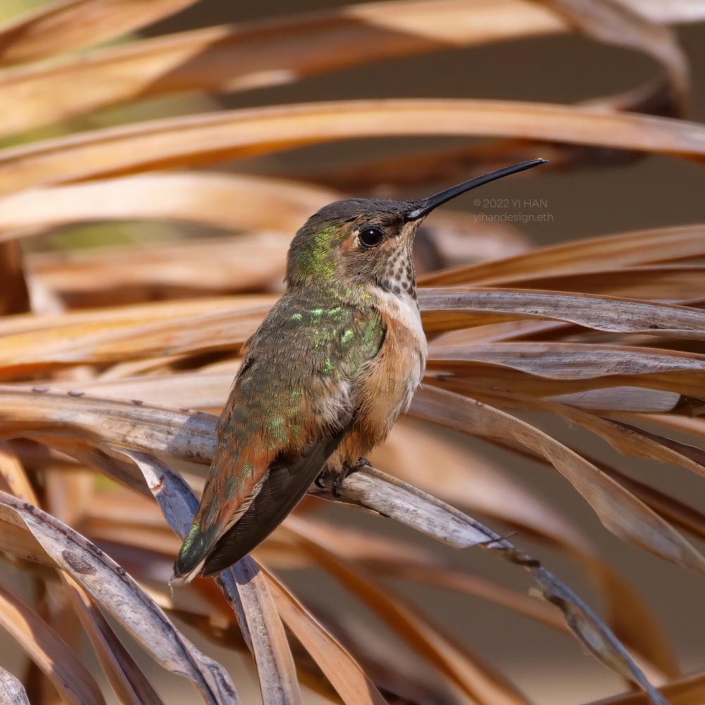 Allen's hummingbird_5.jpg