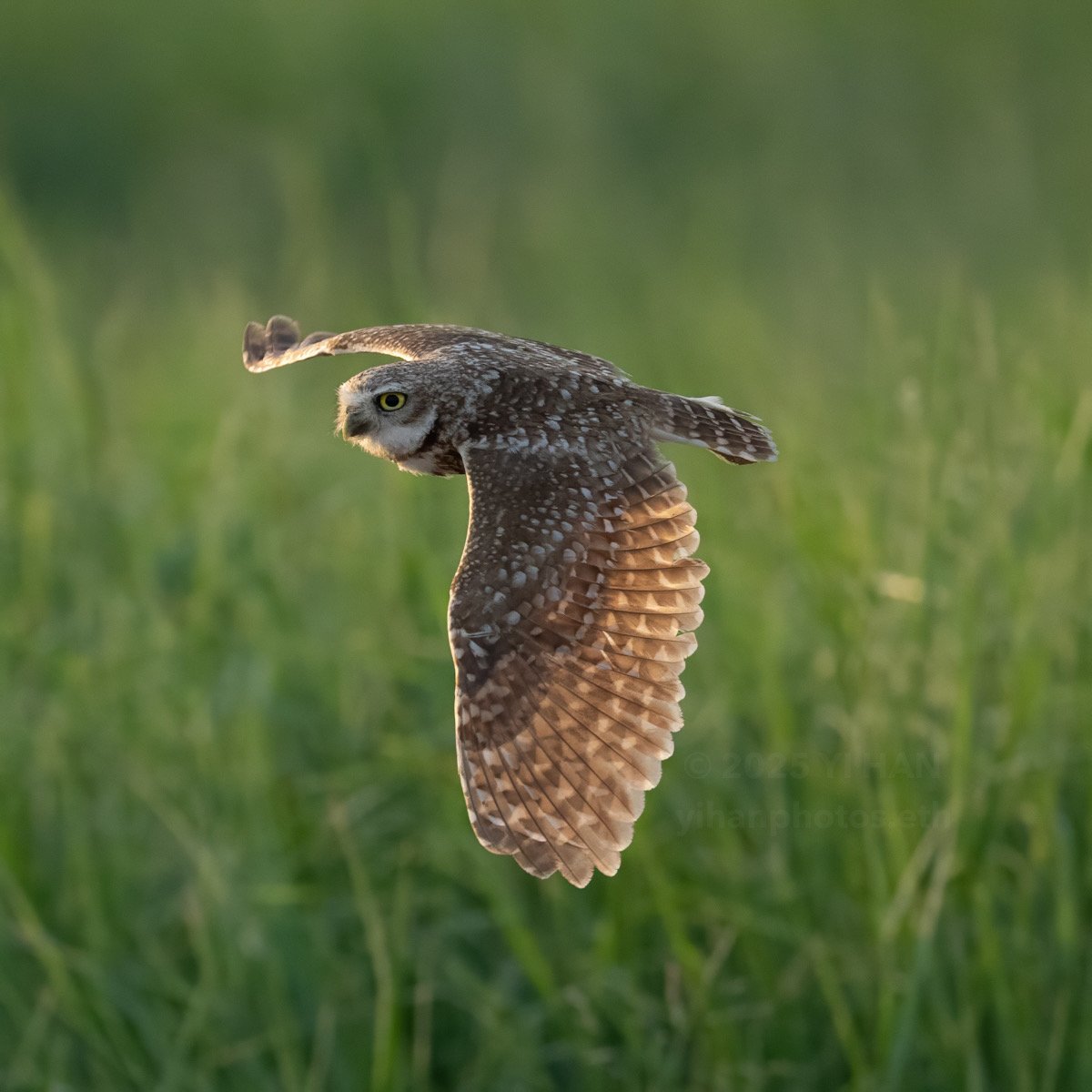 burrowing-owl-2
