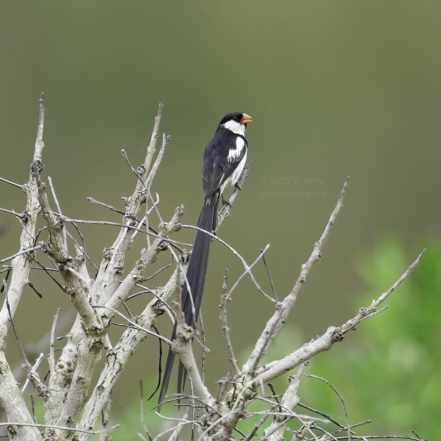male_pin_tailed_whydah