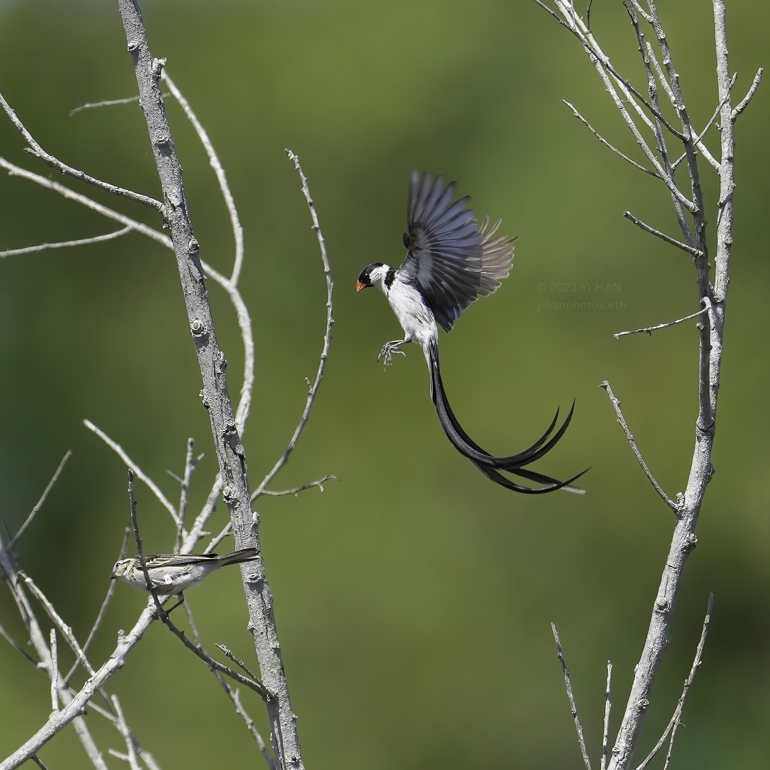 pin_tailed_whydah_5