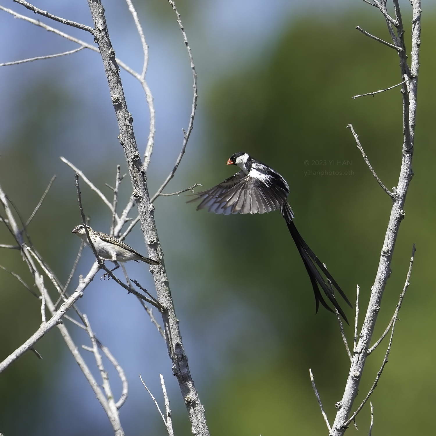 pin_tailed_whydah_6