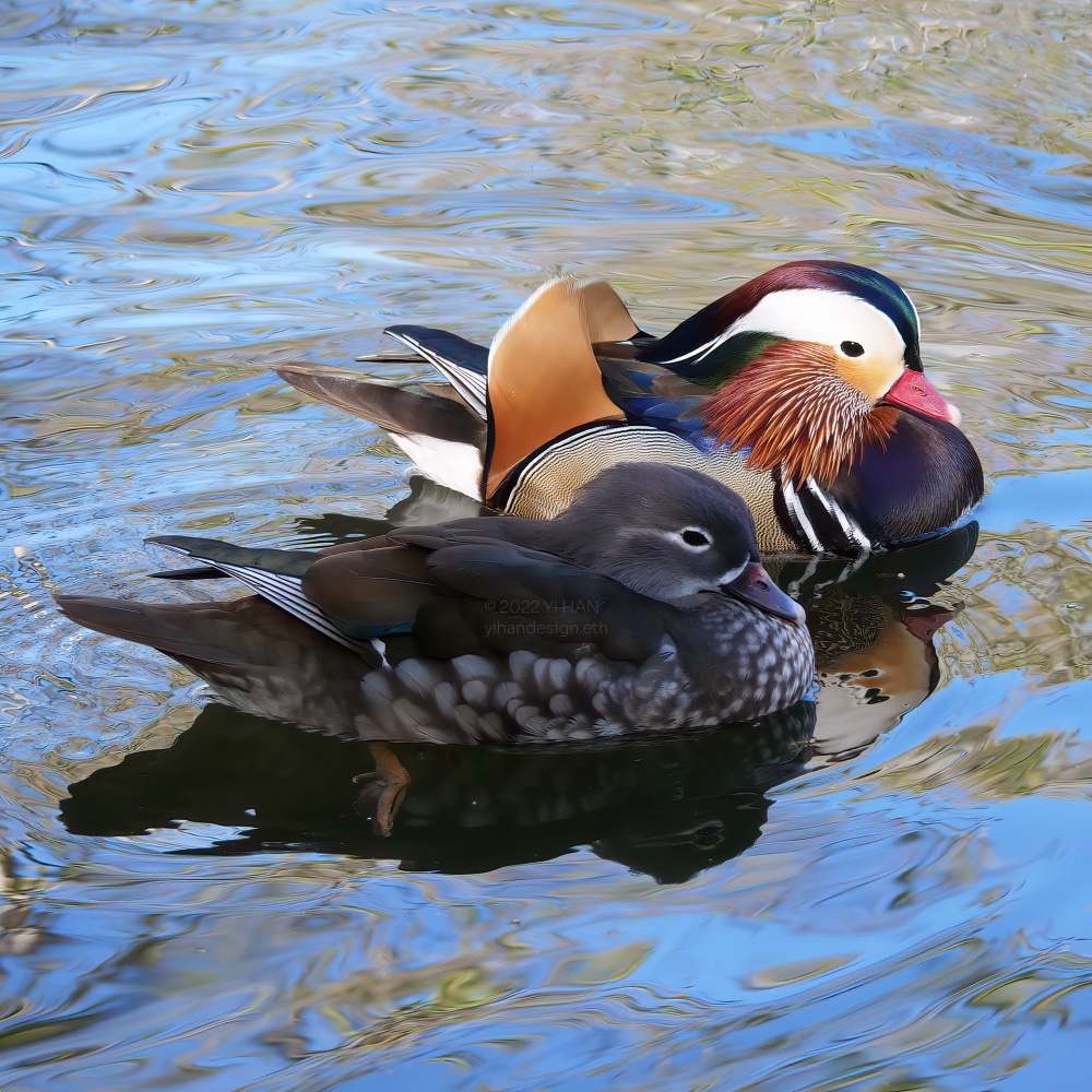 mandarin duck.jpg