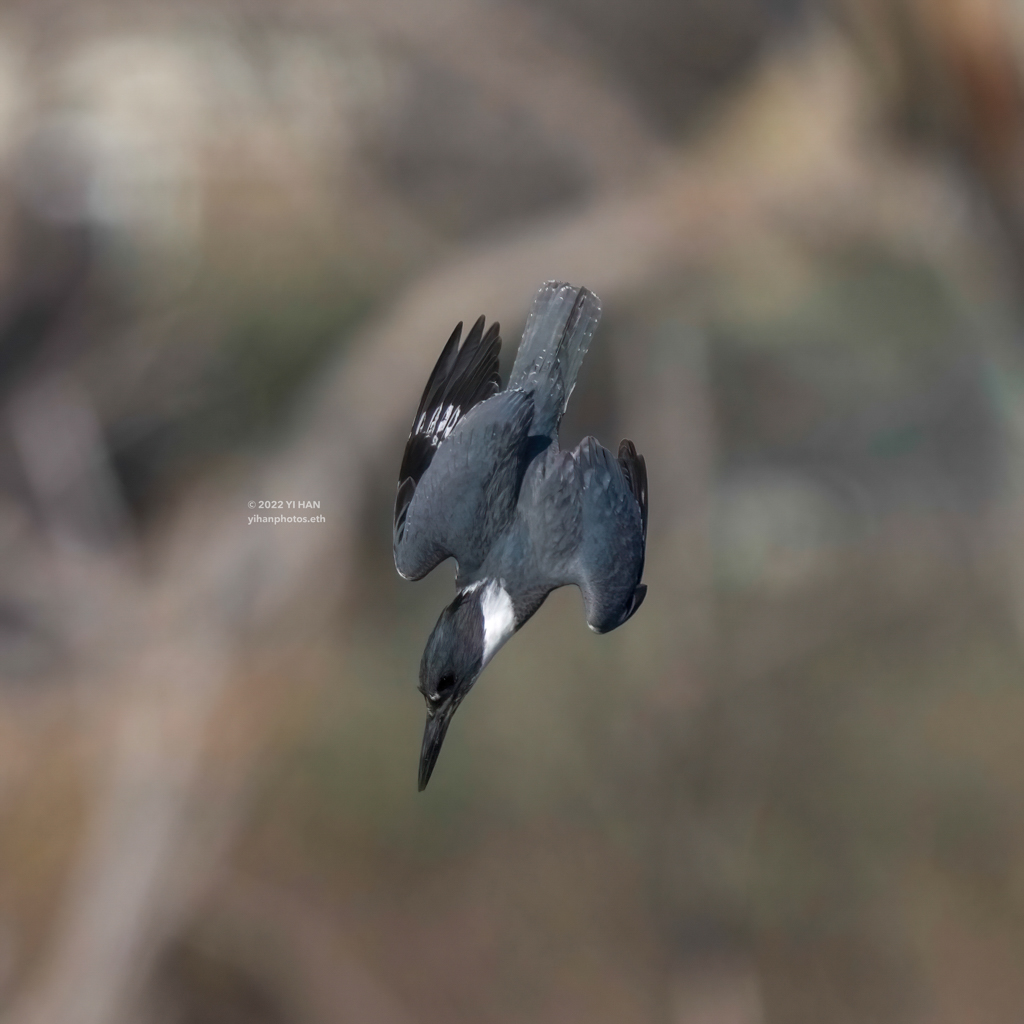 belted_kingfisher_1