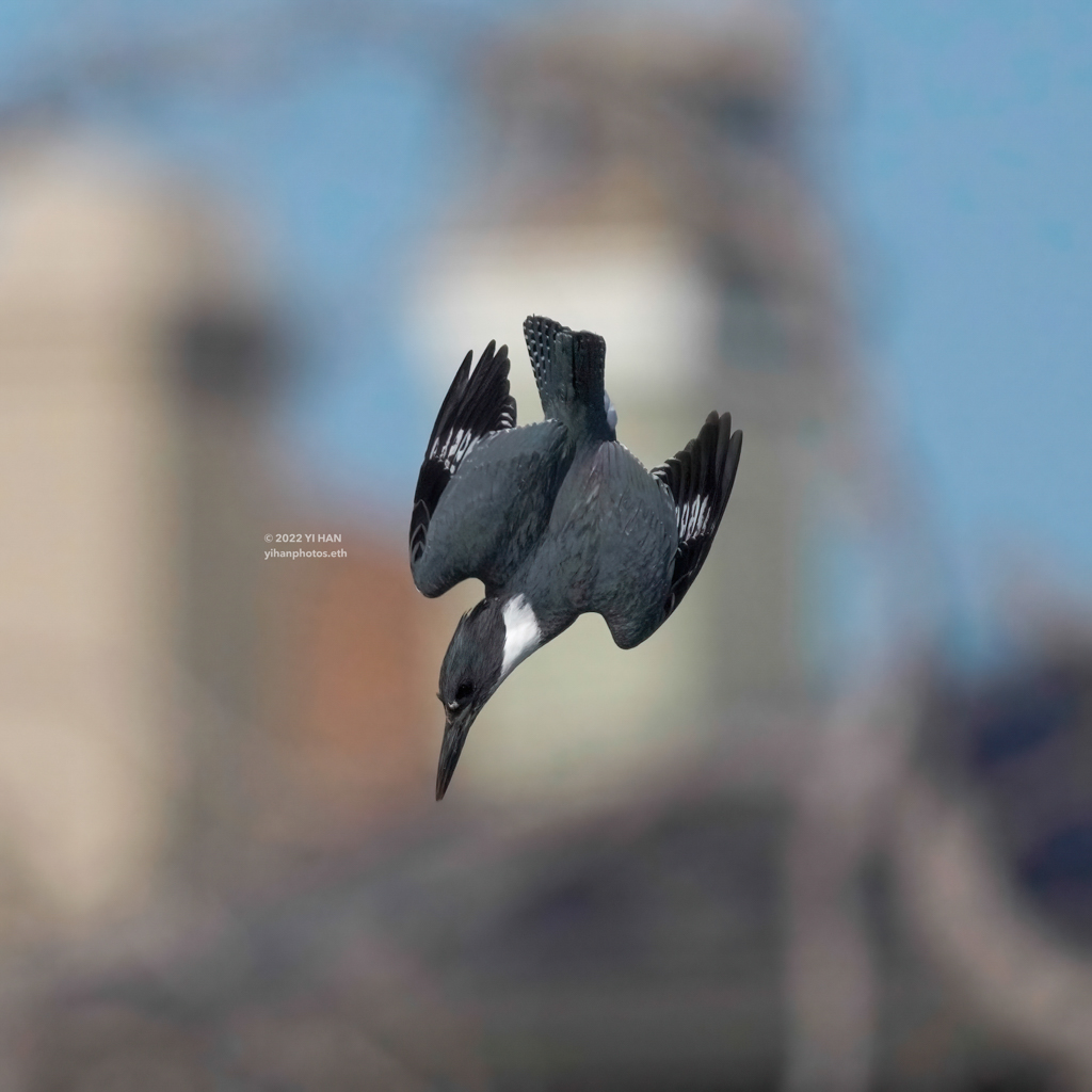 belted_kingfisher_2