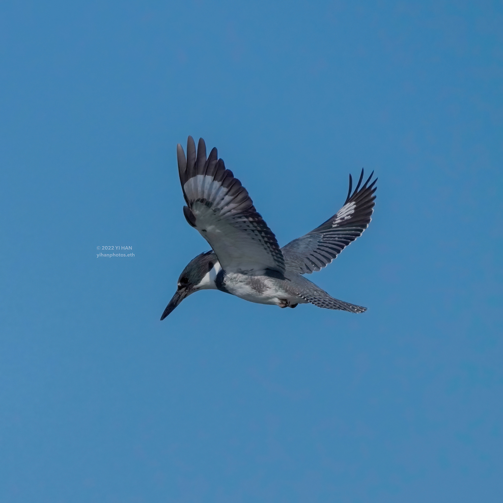 belted_kingfisher_3
