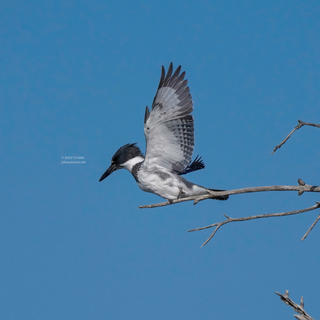 belted_kingfisher_4
