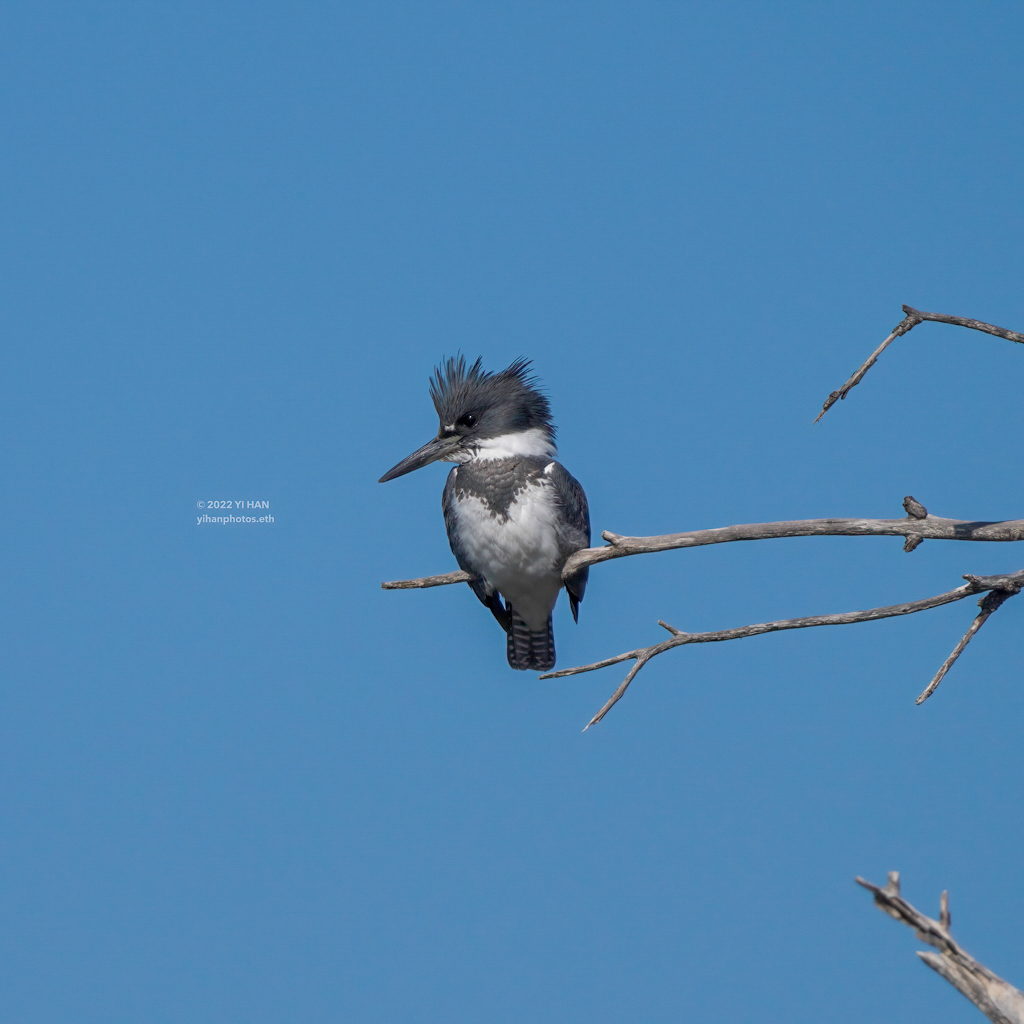 belted_kingfisher_5