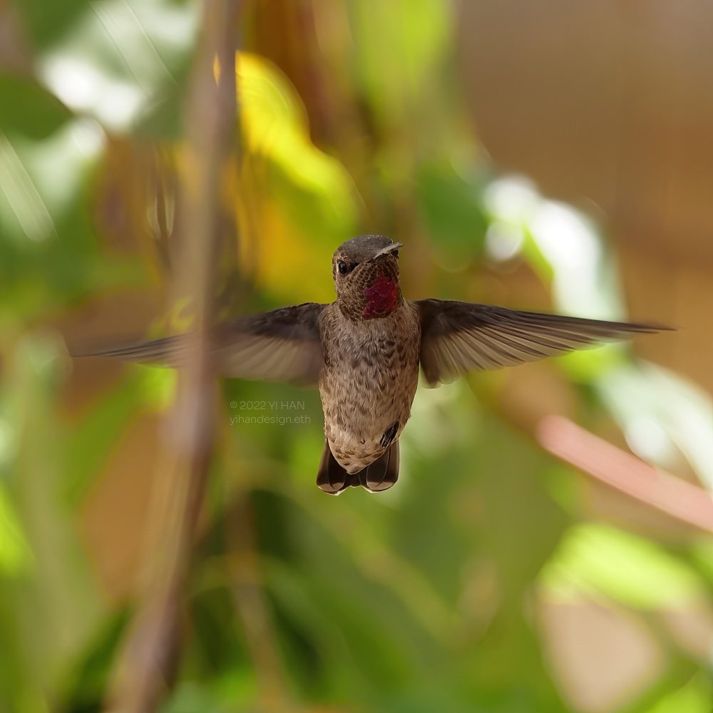 anna's hummingbird.jpg