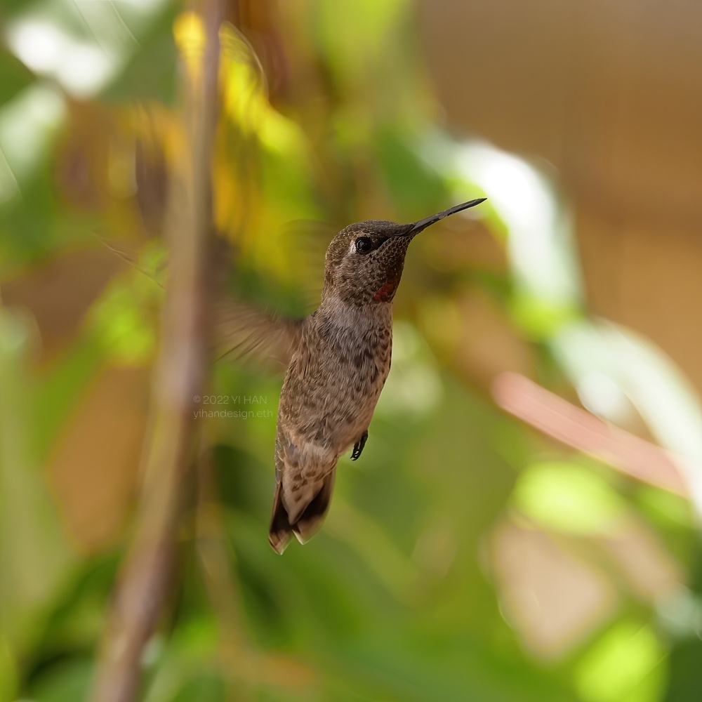 anna's hummingbird_2.jpg
