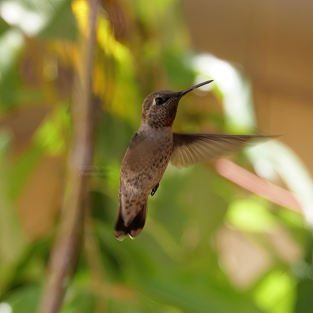 anna's hummingbird_3.jpg