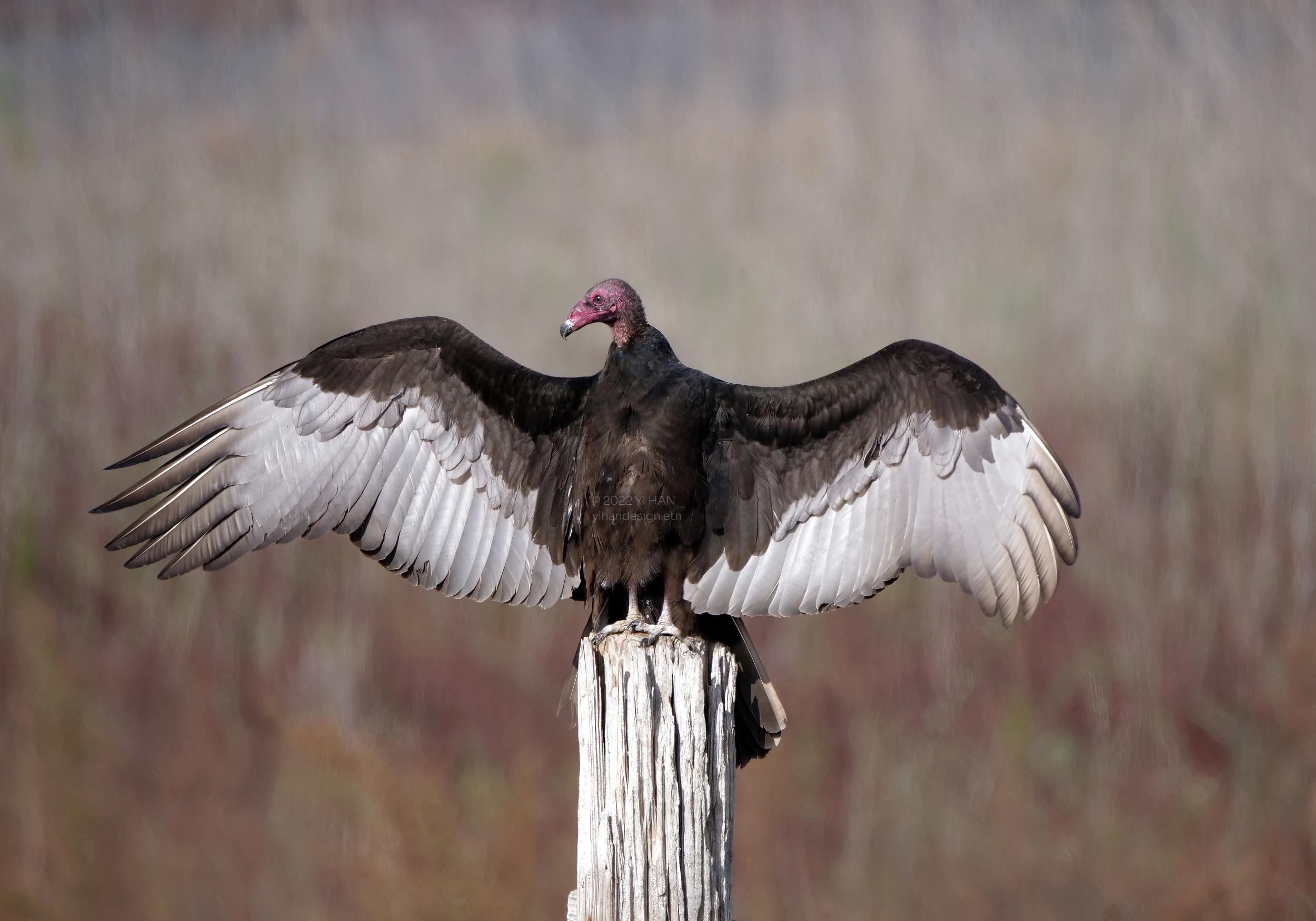 turkey vulture_2.jpg