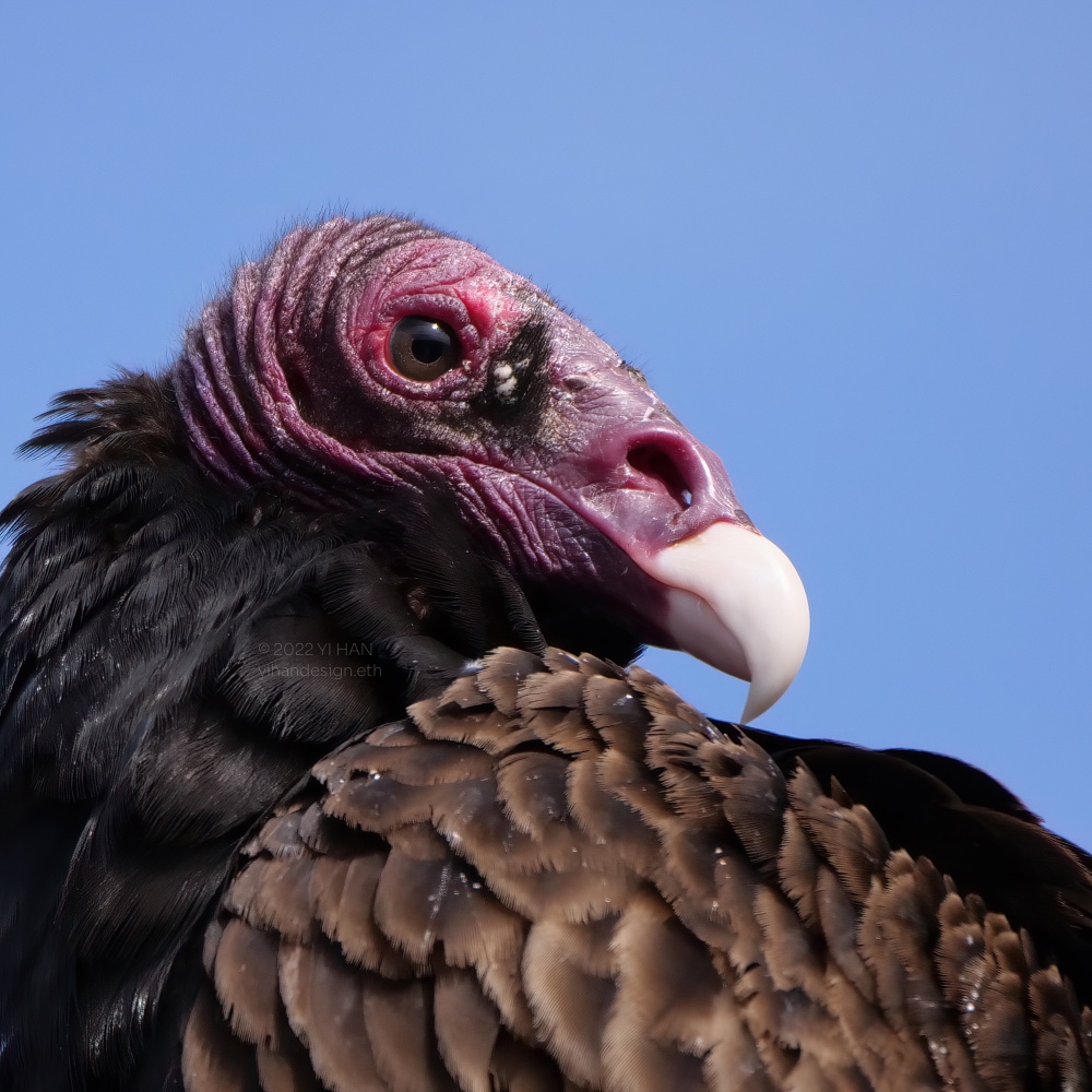 turkey vulture_3.jpg