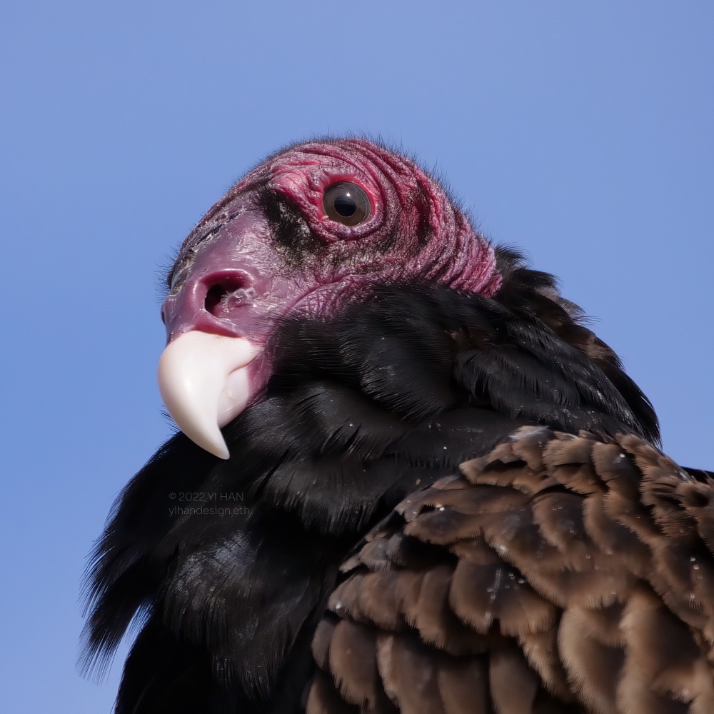 turkey vulture_4.jpg