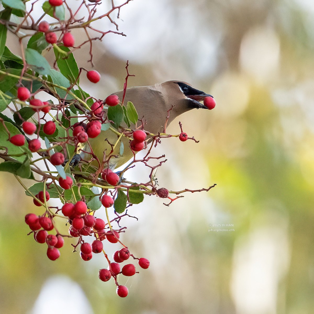 waxwing-1