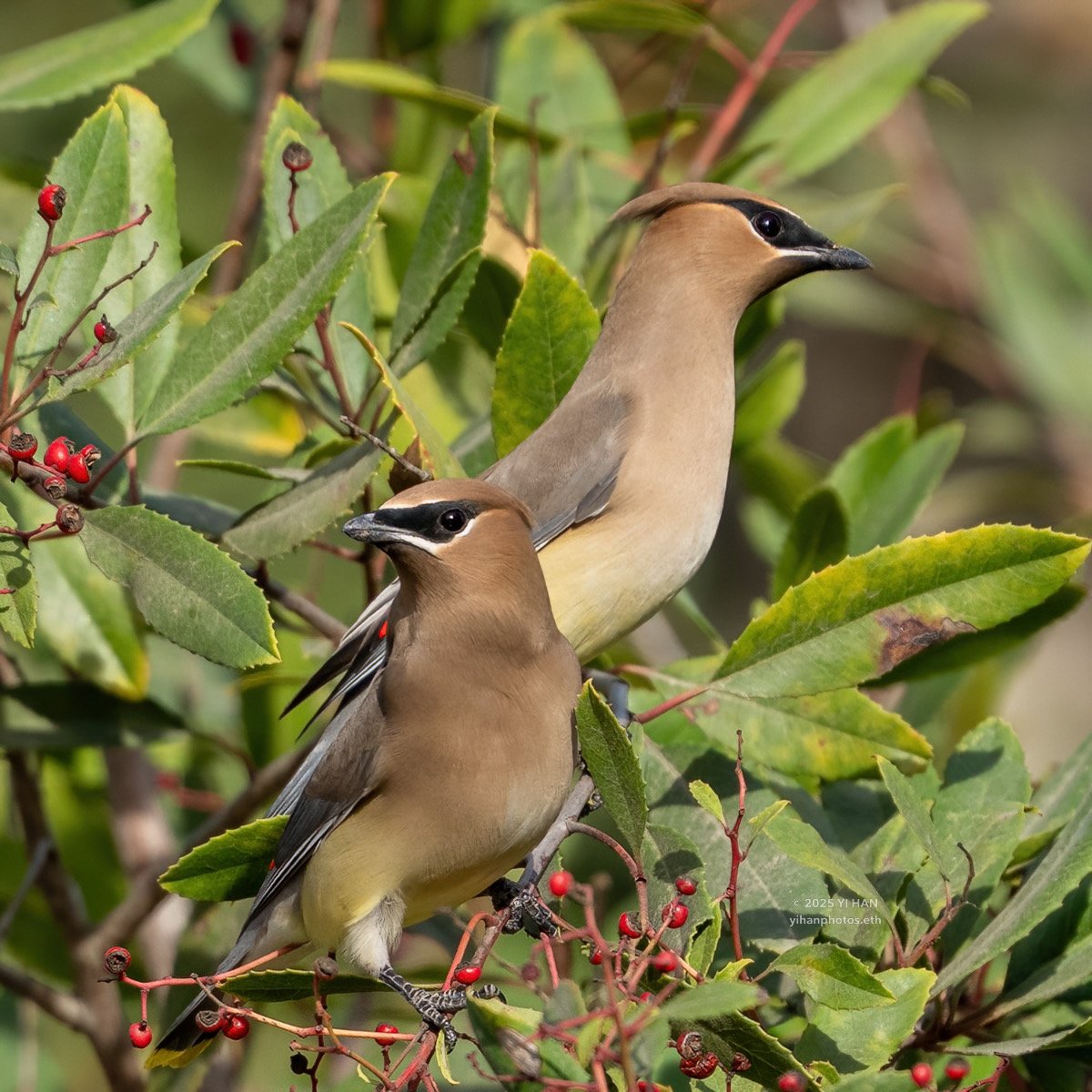 waxwing-2