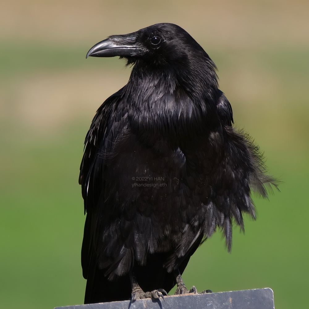 common raven.jpg