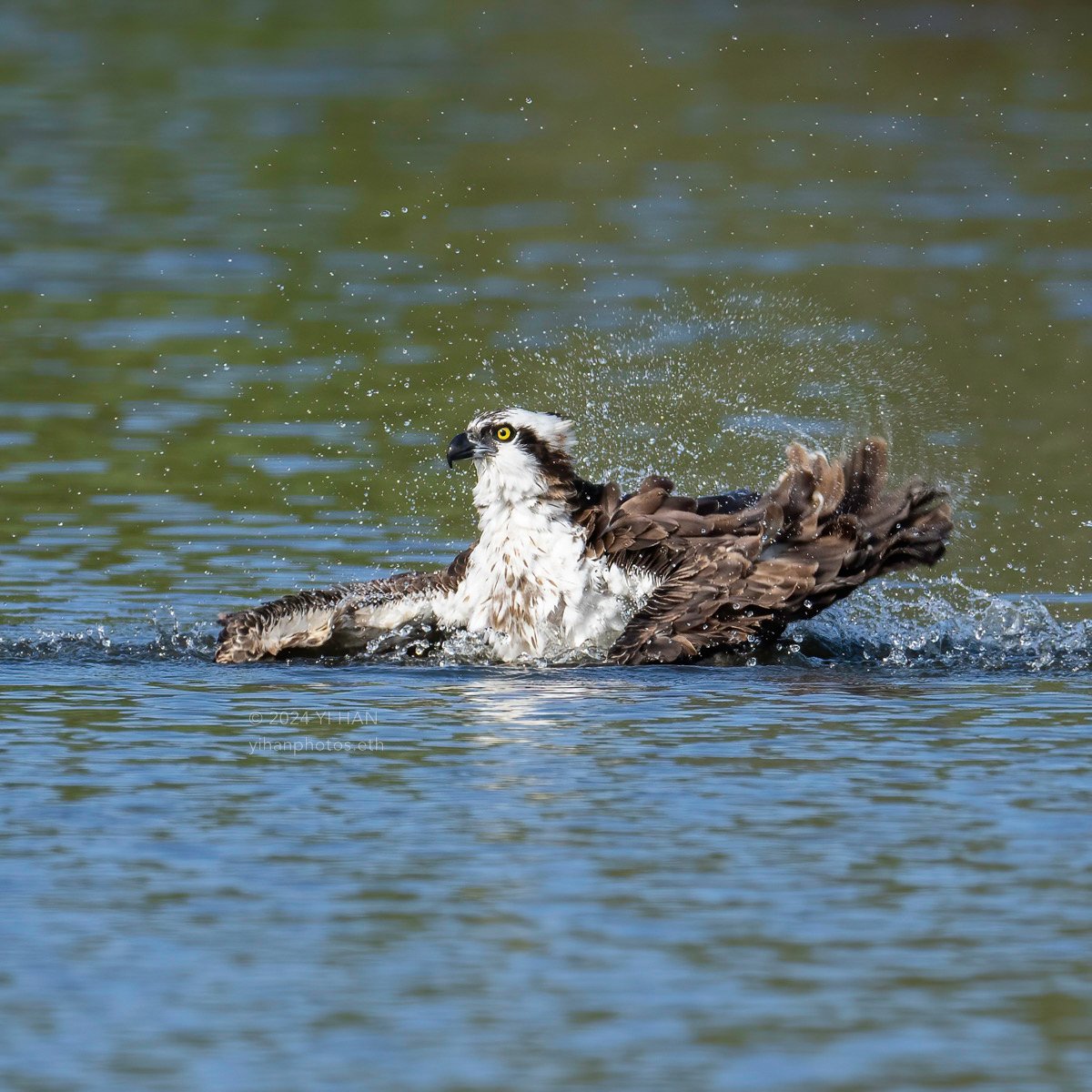 osprey-taking-a-bath-2