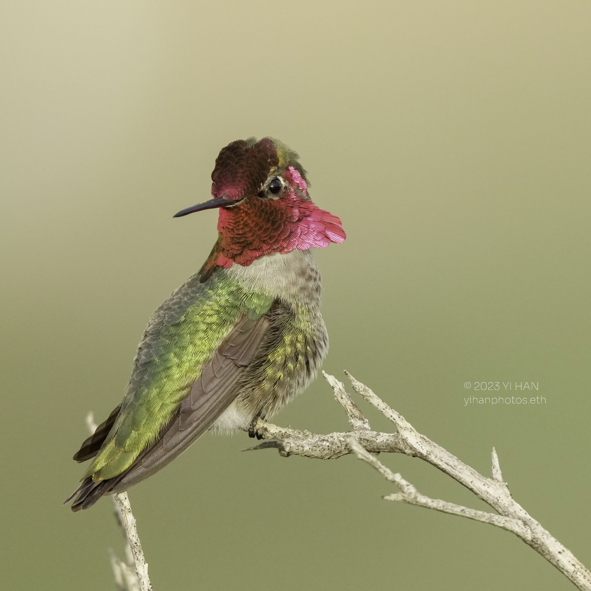 annas_hummingbird_2