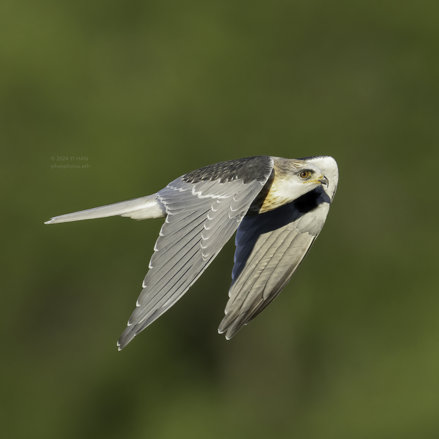 white-tailed_kite_in_the_air_1