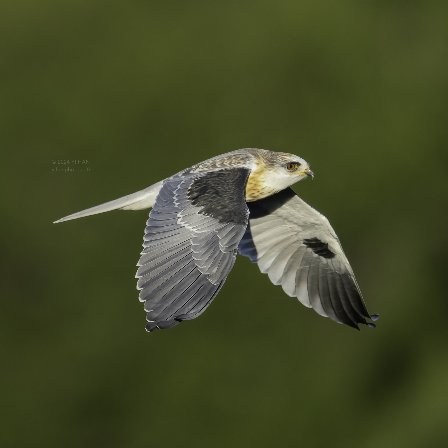 white-tailed_kite_in_the_air_2
