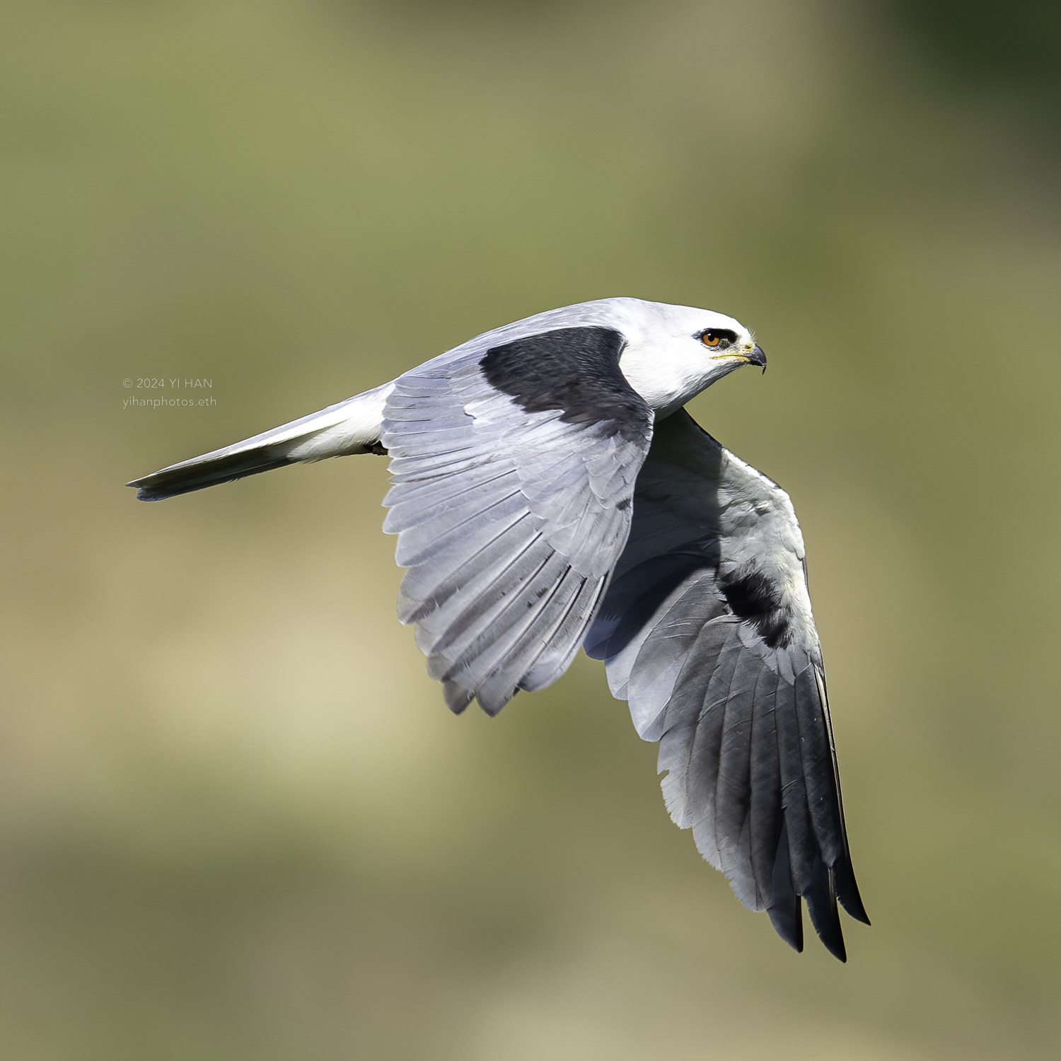 white-tailed_kite_in_the_air_3