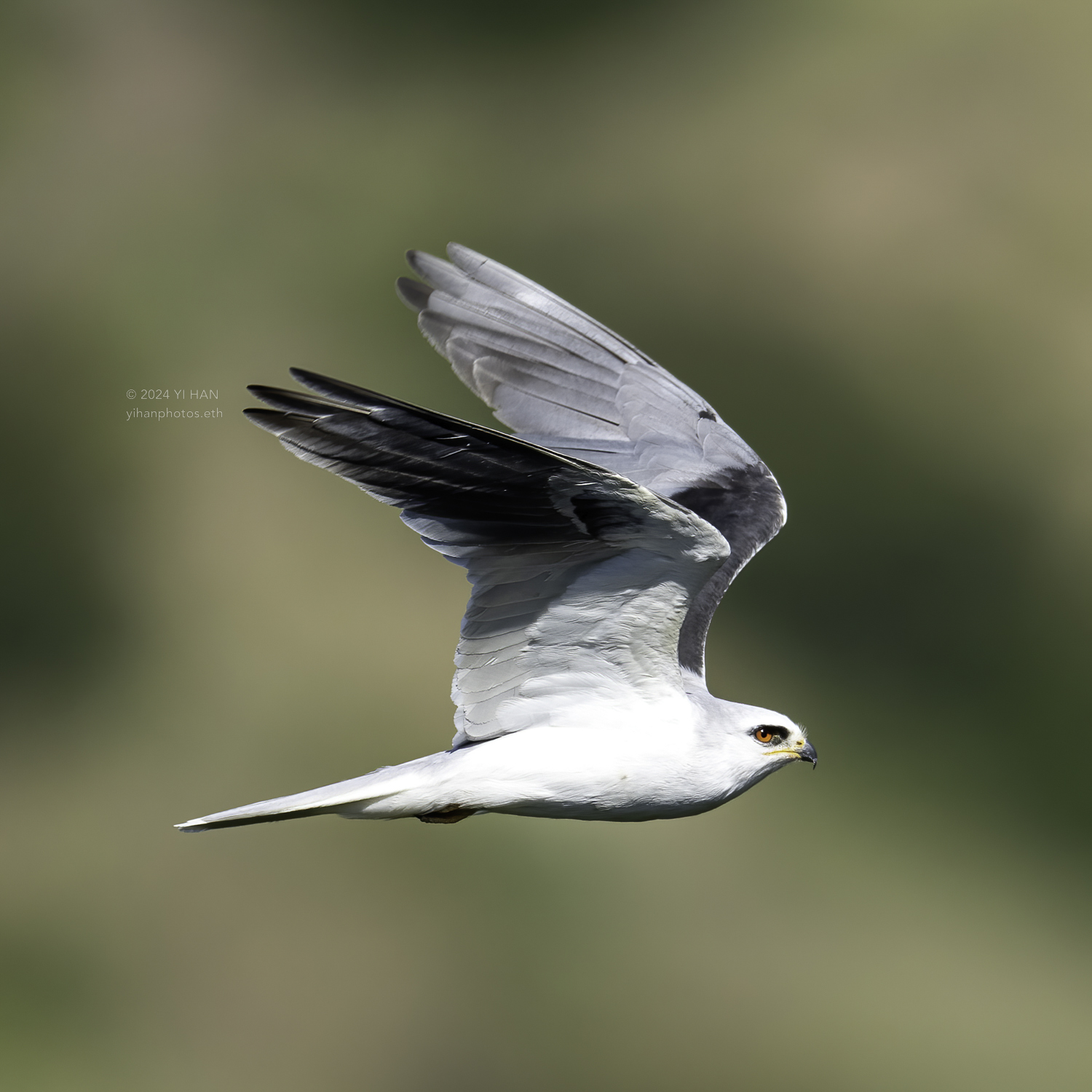 white-tailed_kite_in_the_air_4